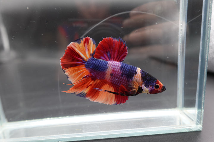 Rare Giant Multicolors Betta Fish