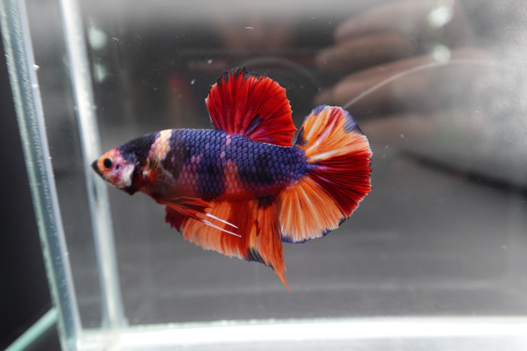 Rare Giant Multicolors Betta Fish