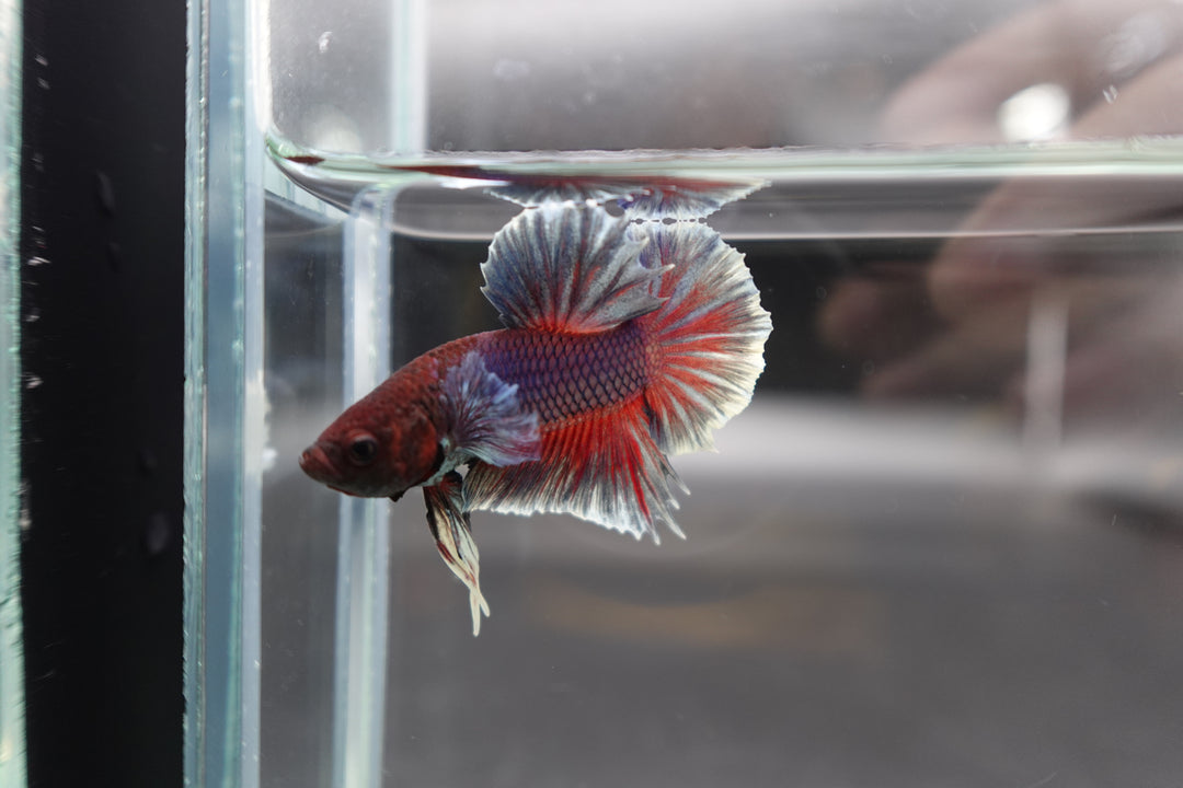 Rare Dumbo Crimson Red Betta Fish