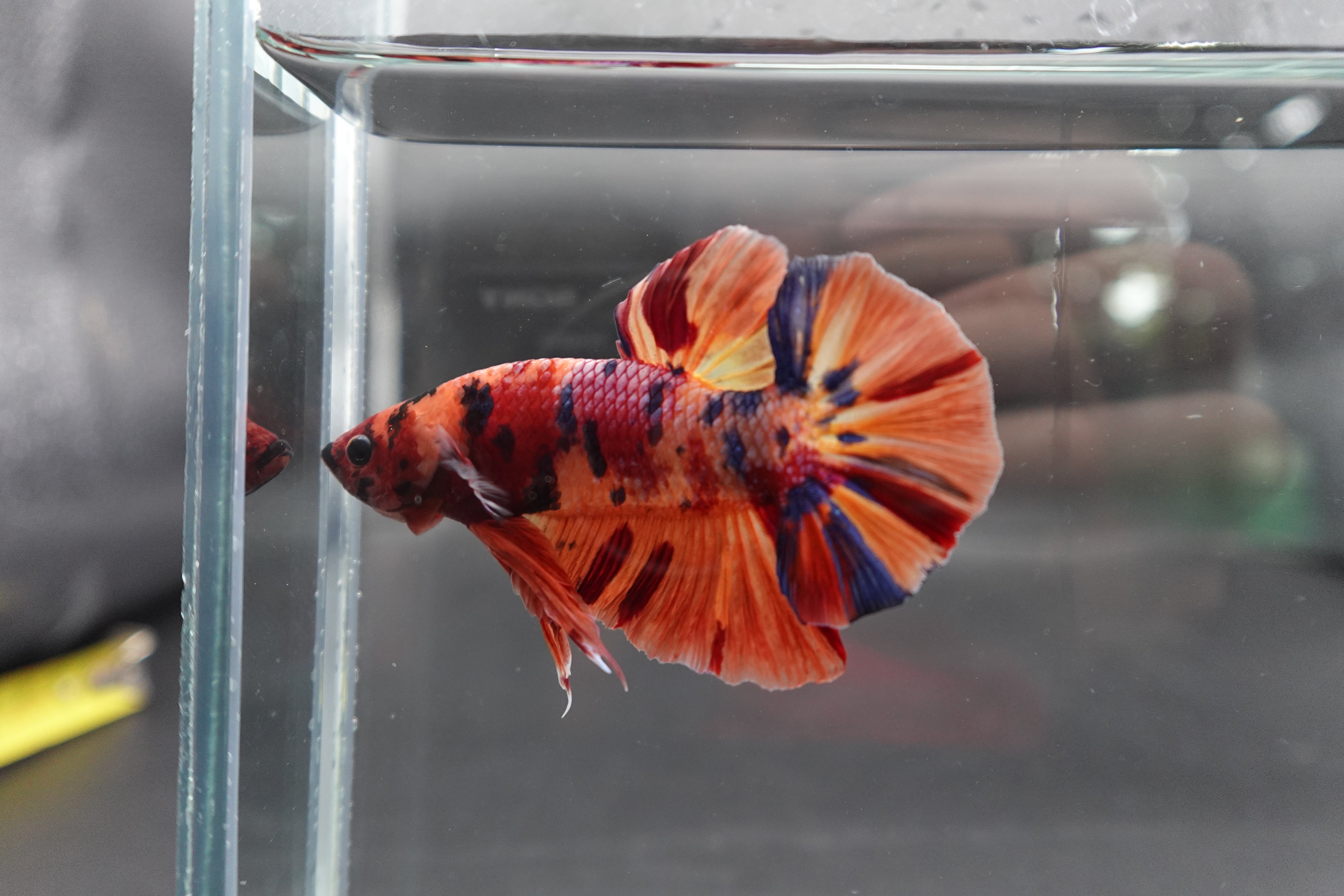 Rare Giant Multicolors Betta Fish