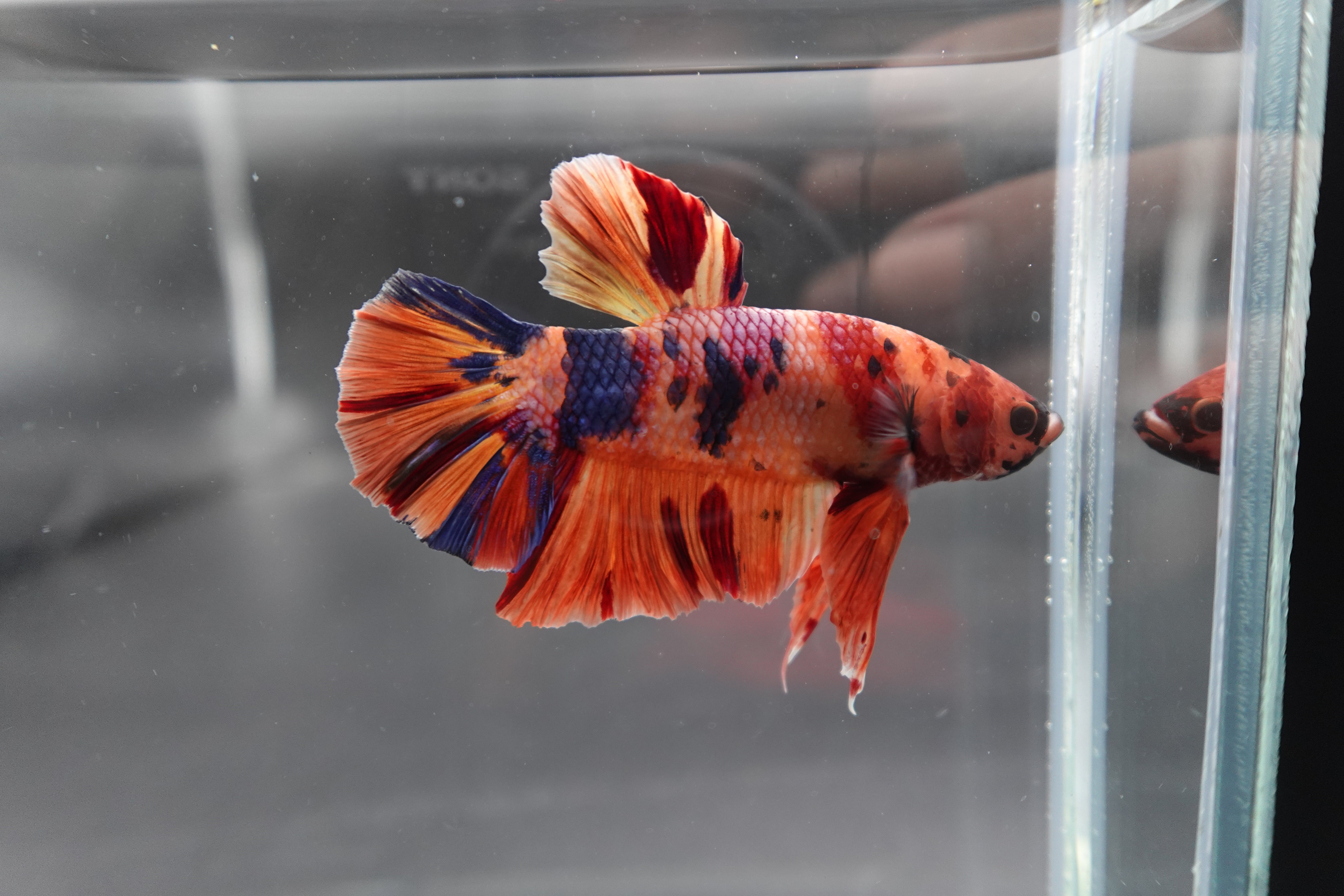 Rare Giant Multicolors Betta Fish