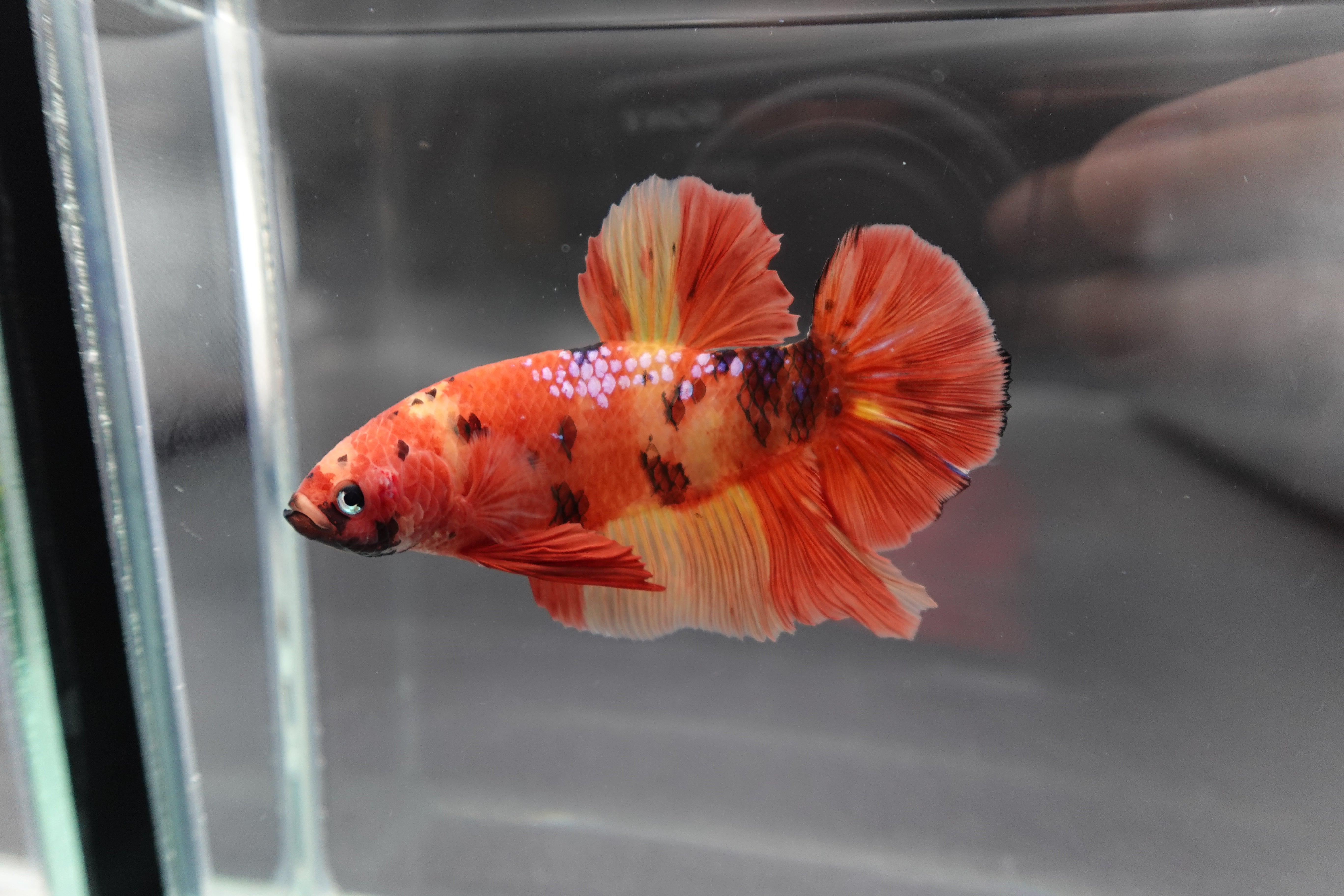 Rare Giant Multicolors Betta Fish