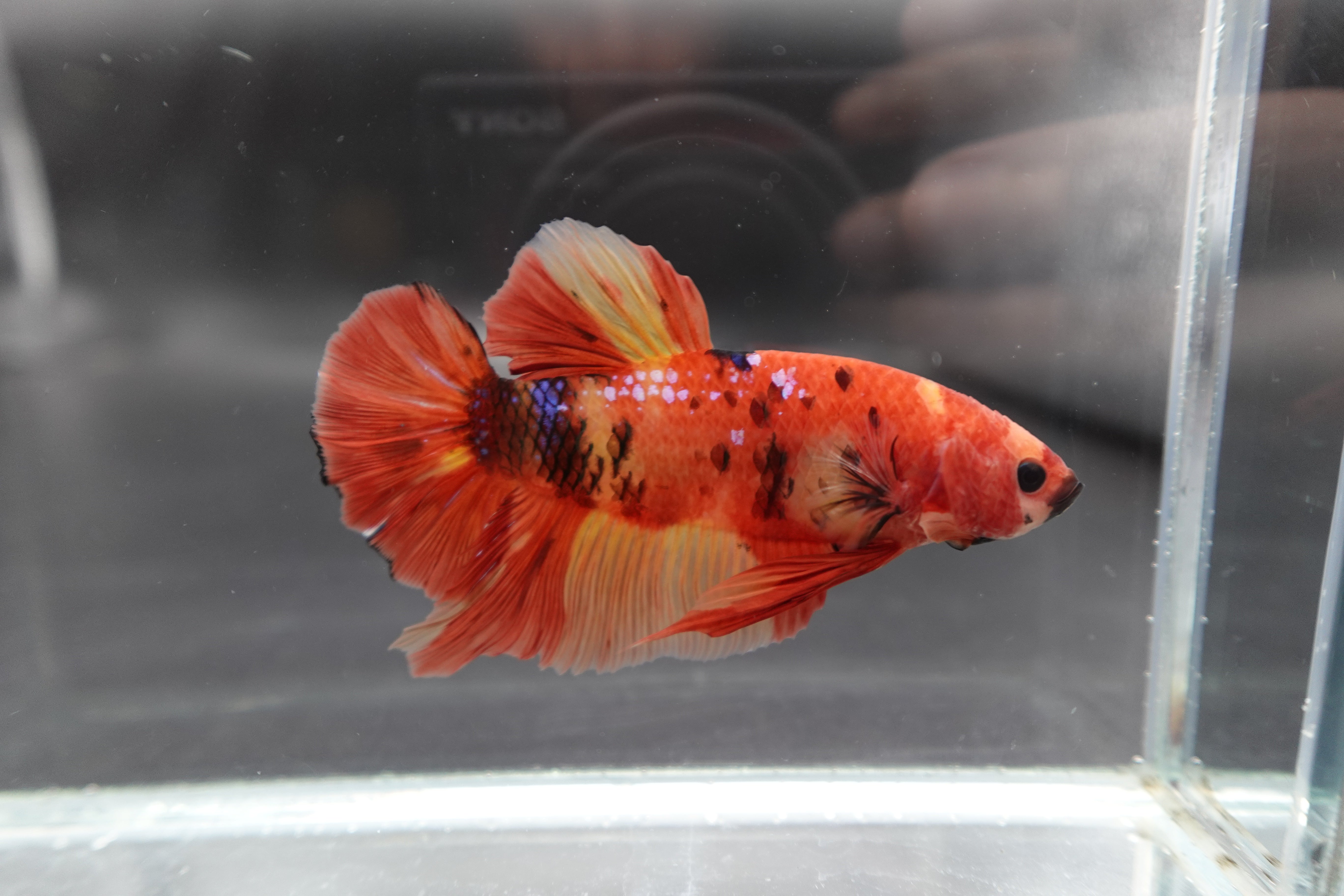 Rare Giant Multicolors Betta Fish