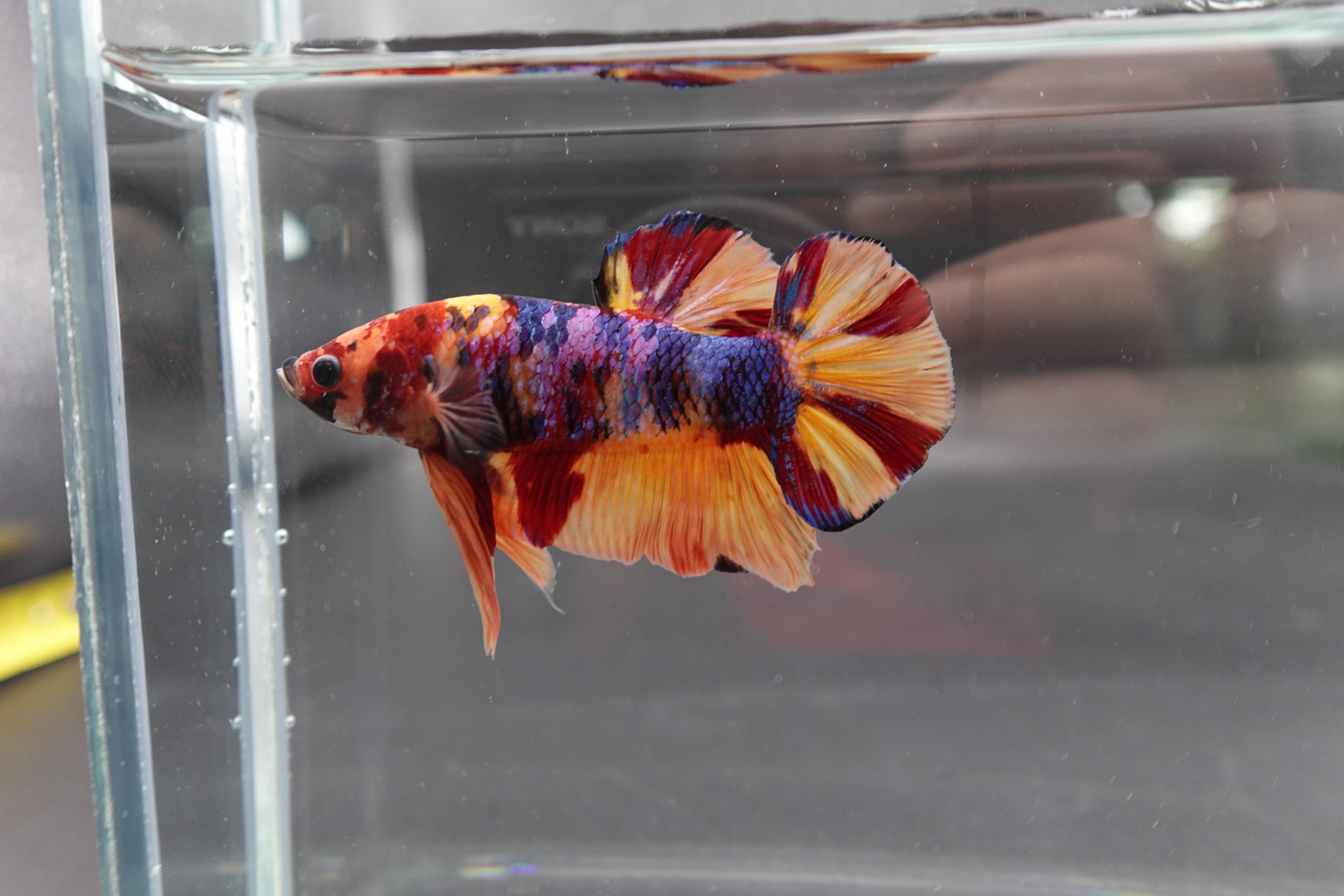 Rare Giant Multicolors Betta Fish