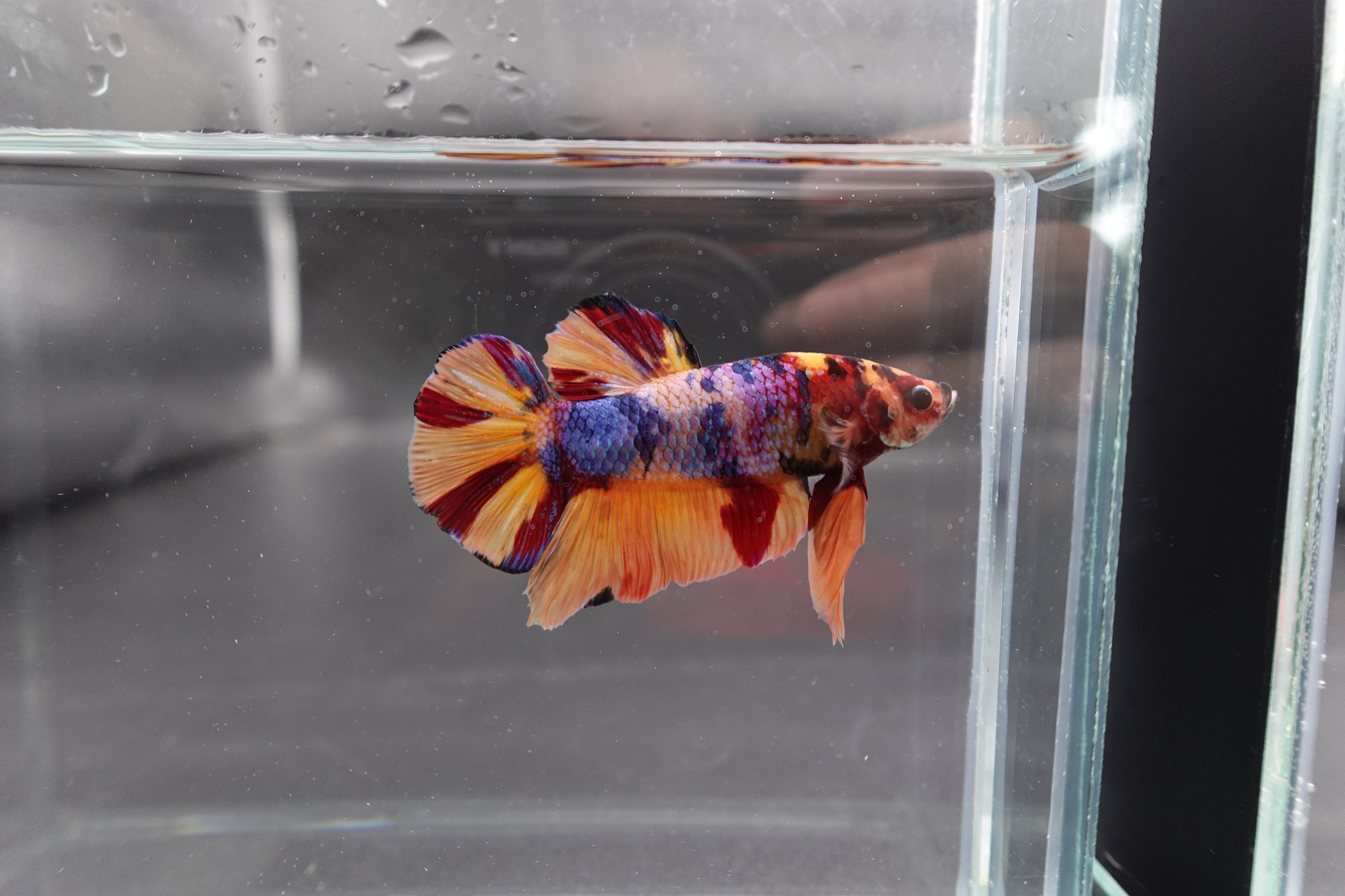 Rare Giant Multicolors Betta Fish