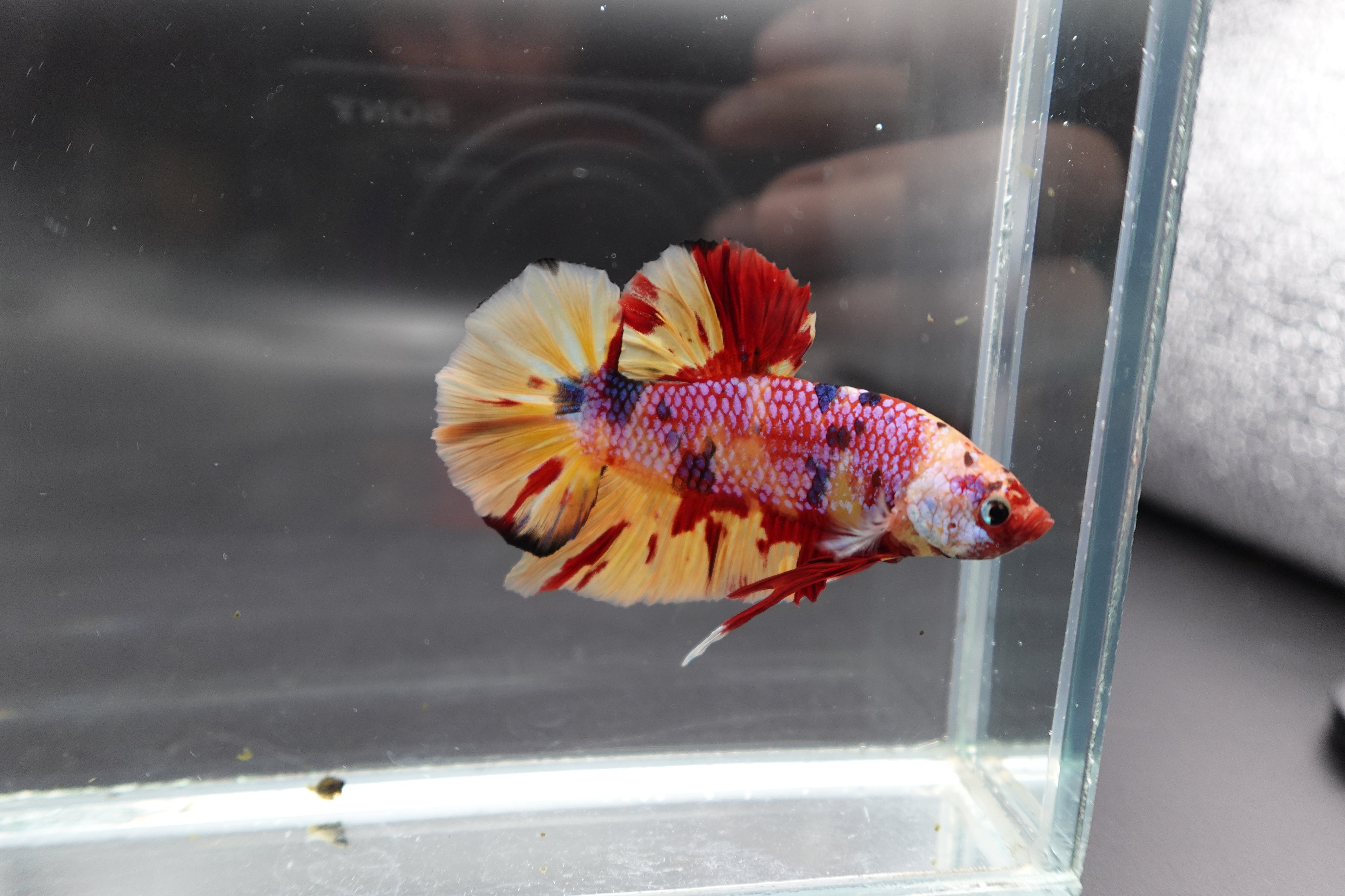 Rare Giant Multicolors Betta Fish