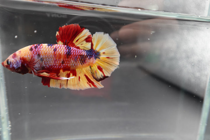 Rare Giant Multicolors Betta Fish