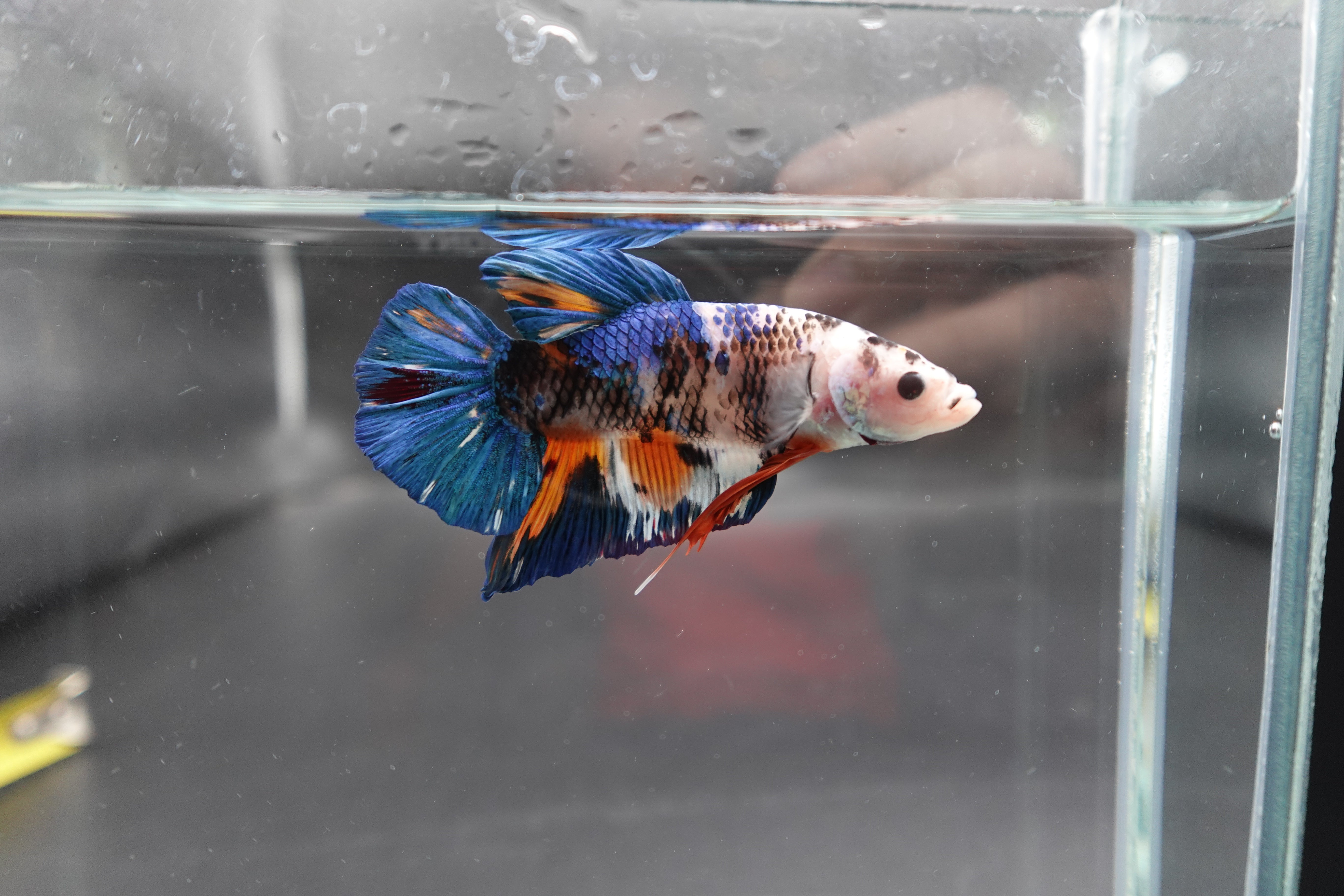 Rare Giant Multicolors Betta Fish