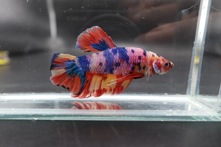 Rare Giant Multicolors Betta Fish