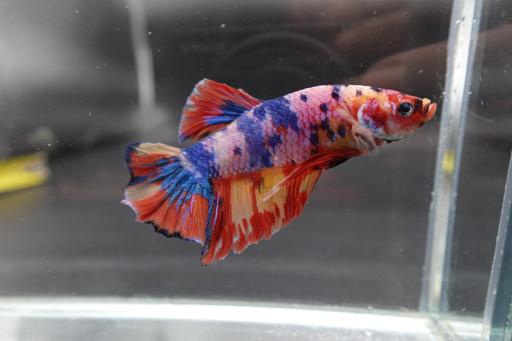 Rare Giant Multicolors Betta Fish