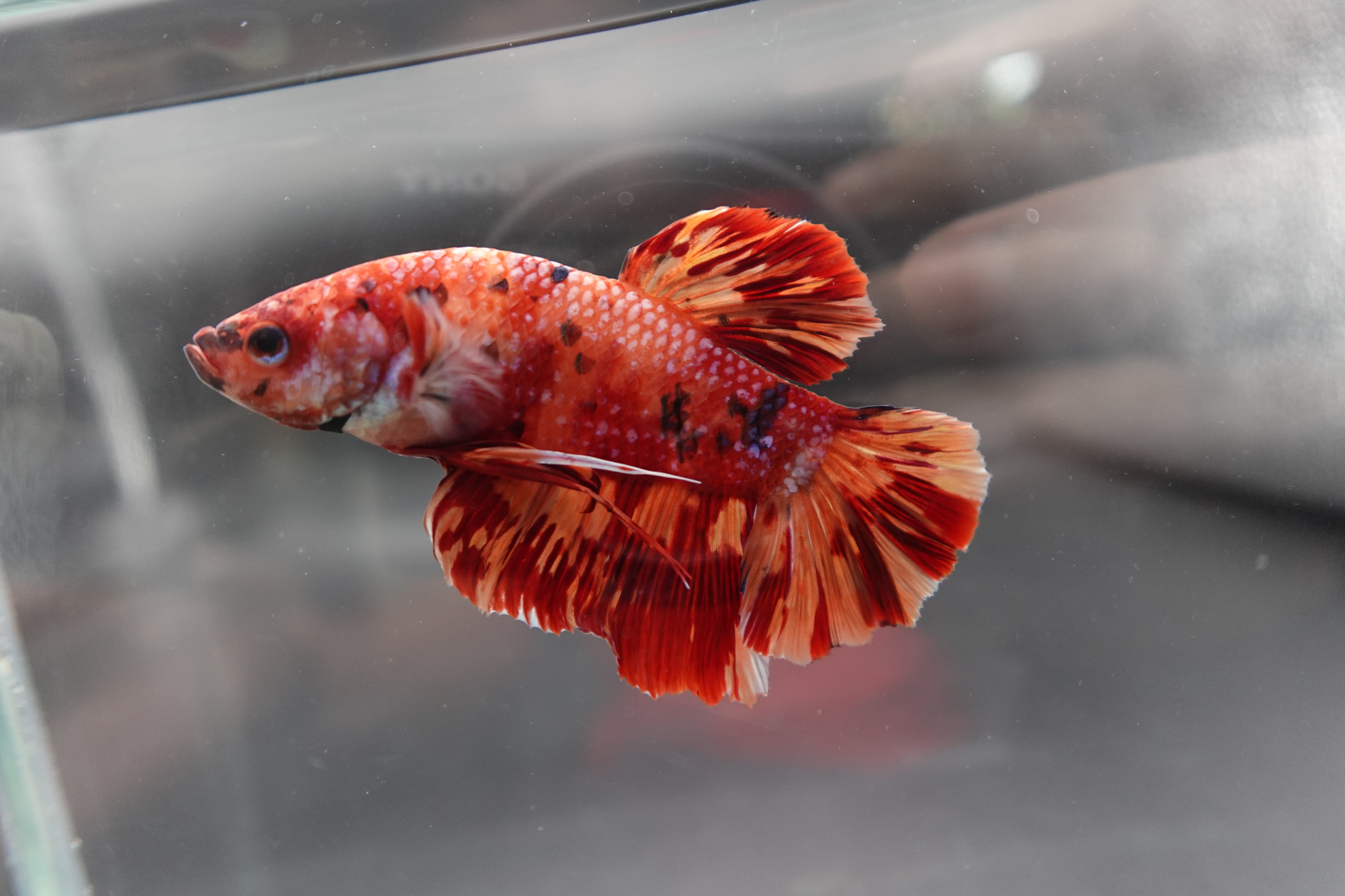 Rare Giant Multicolors Betta Fish