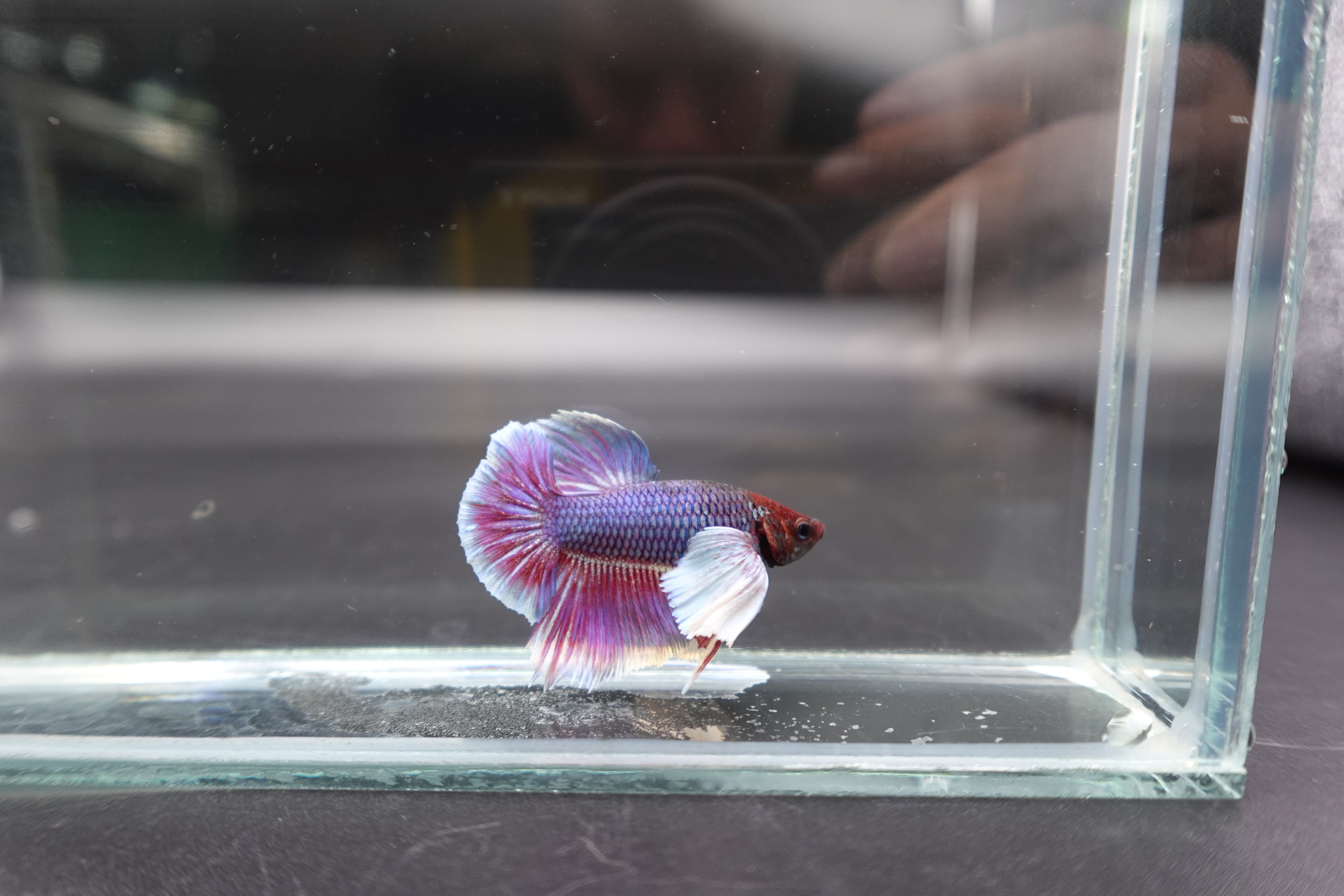 Rare Dumbo Magenta Purple Betta Fish