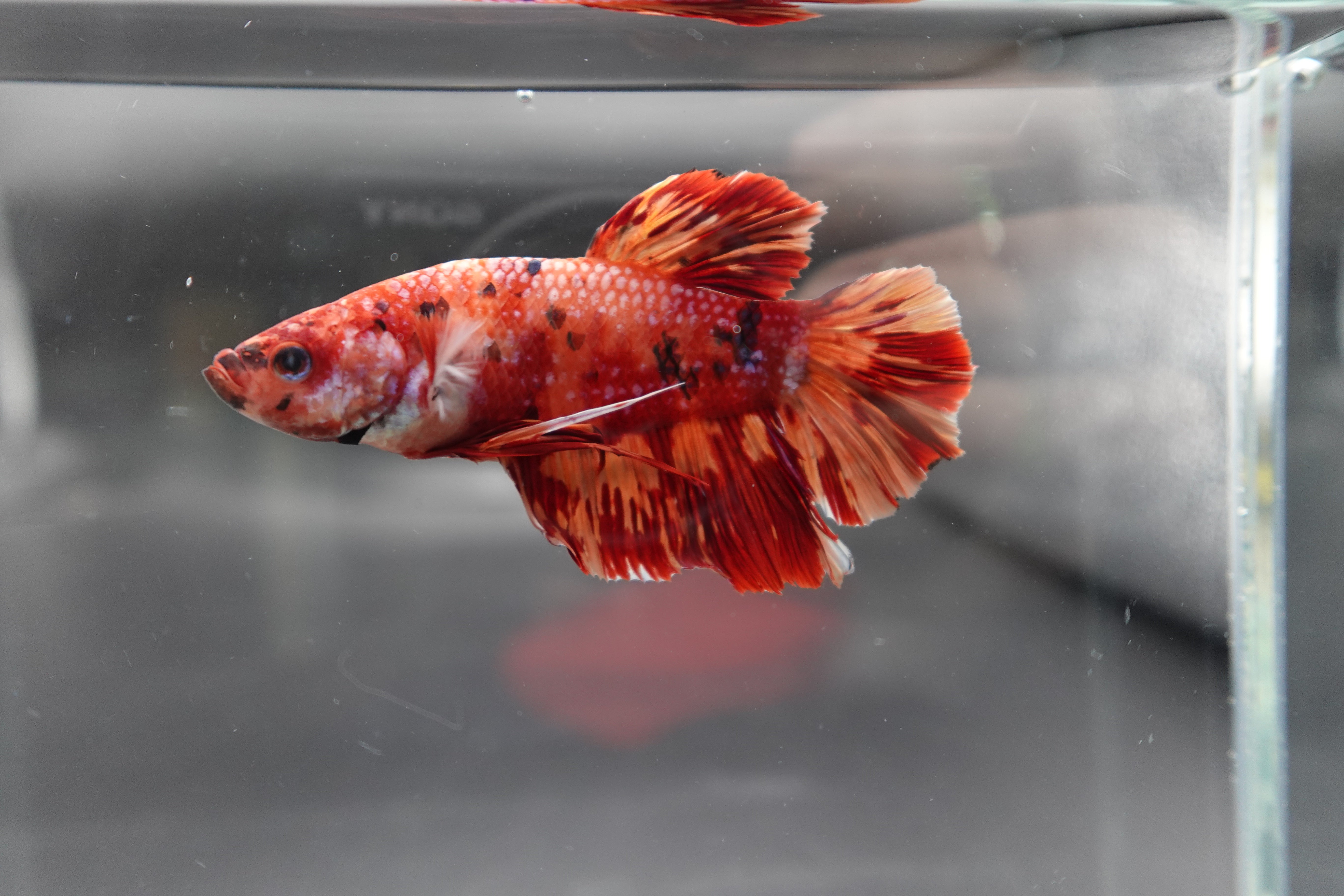 Rare Giant Multicolors Betta Fish