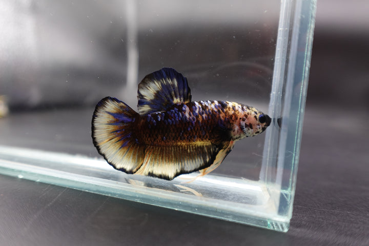 Rare Giant Multicolors Betta Fish