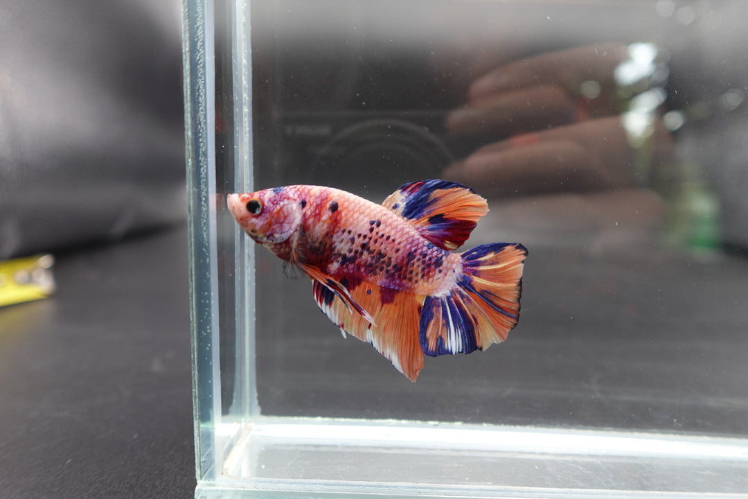 Rare Giant Multicolors Betta Fish