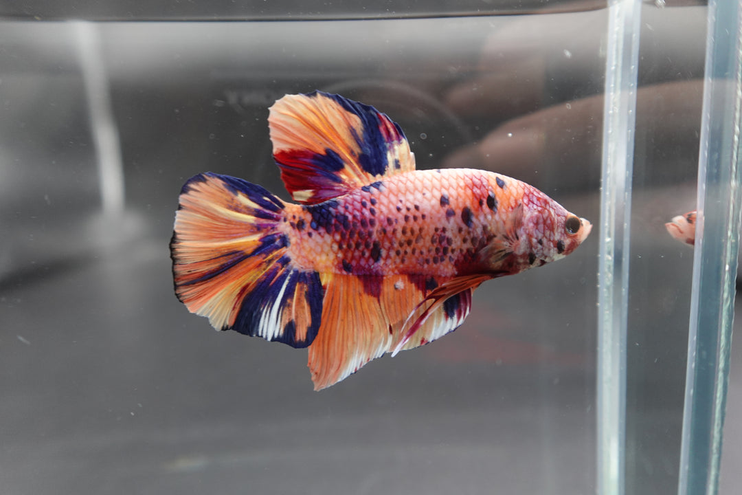 Rare Giant Multicolors Betta Fish