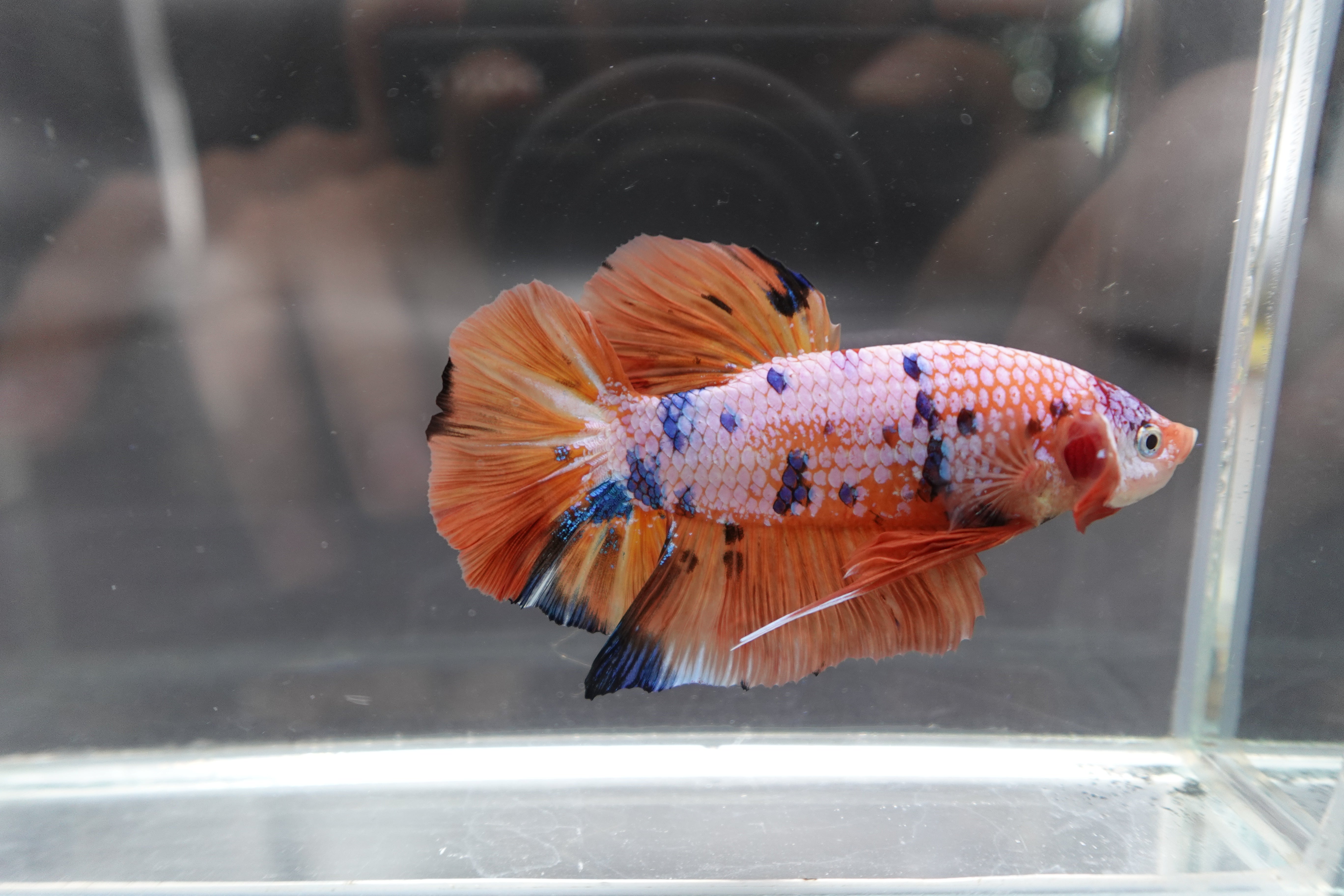 Rare Giant Multicolors Betta Fish