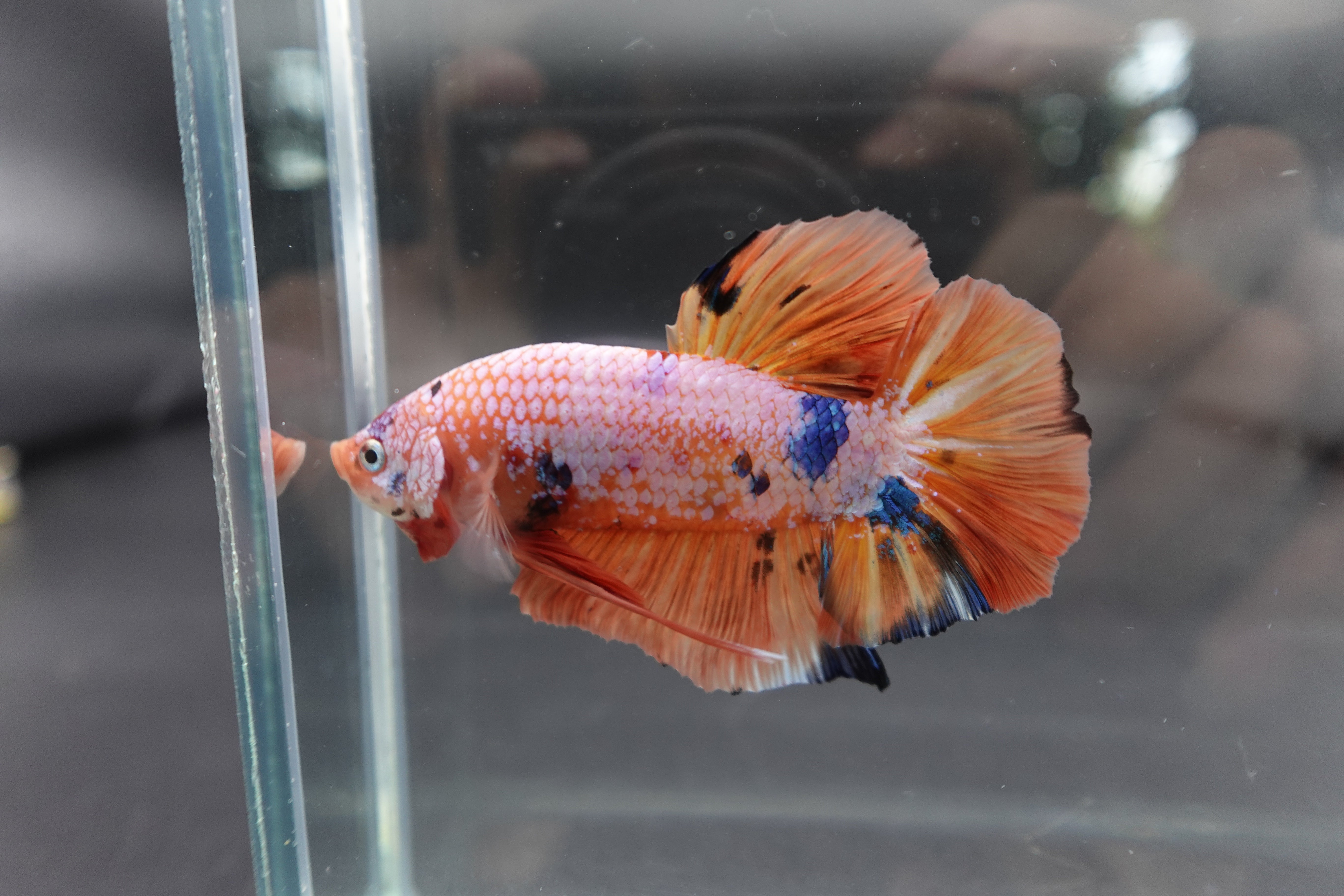 Rare Giant Multicolors Betta Fish