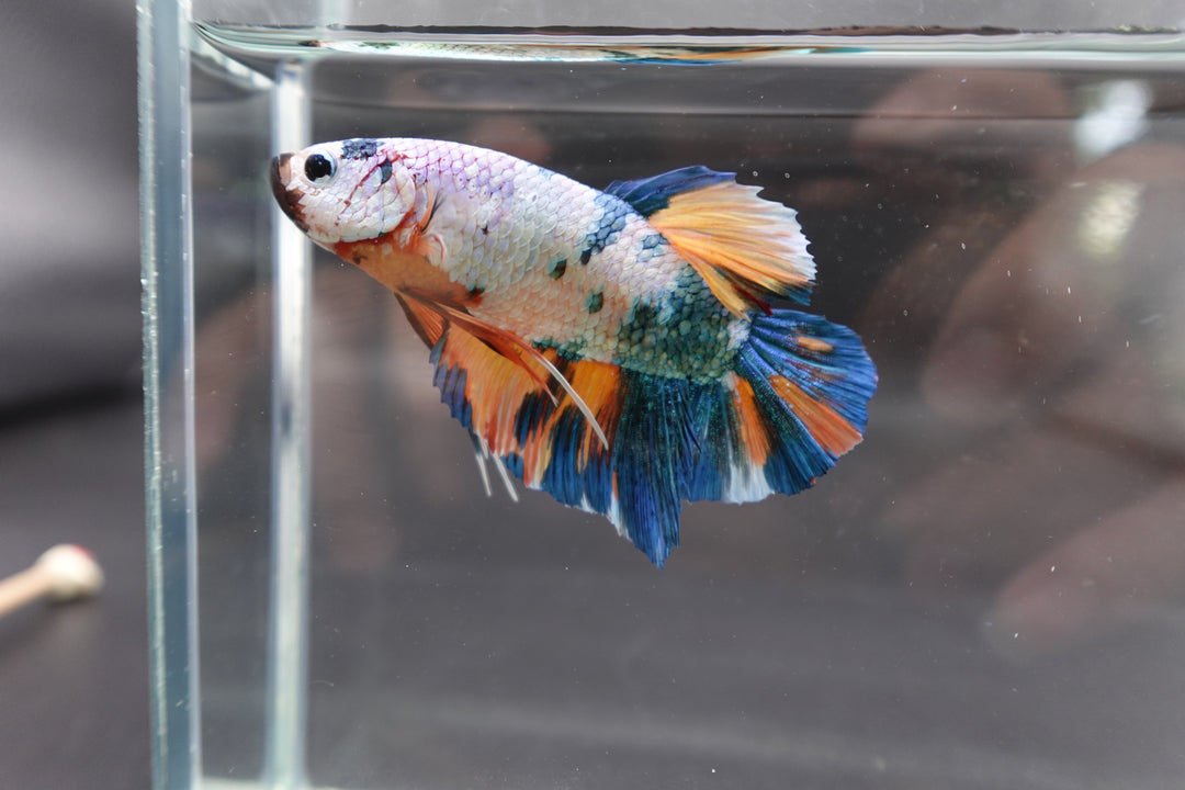 Rare Giant Multicolors Betta Fish