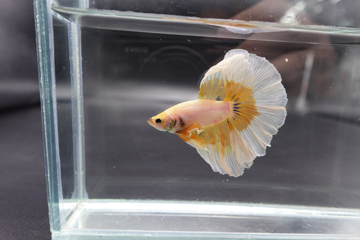 Rare Halfmoon Yellow Butterfly Betta Fish