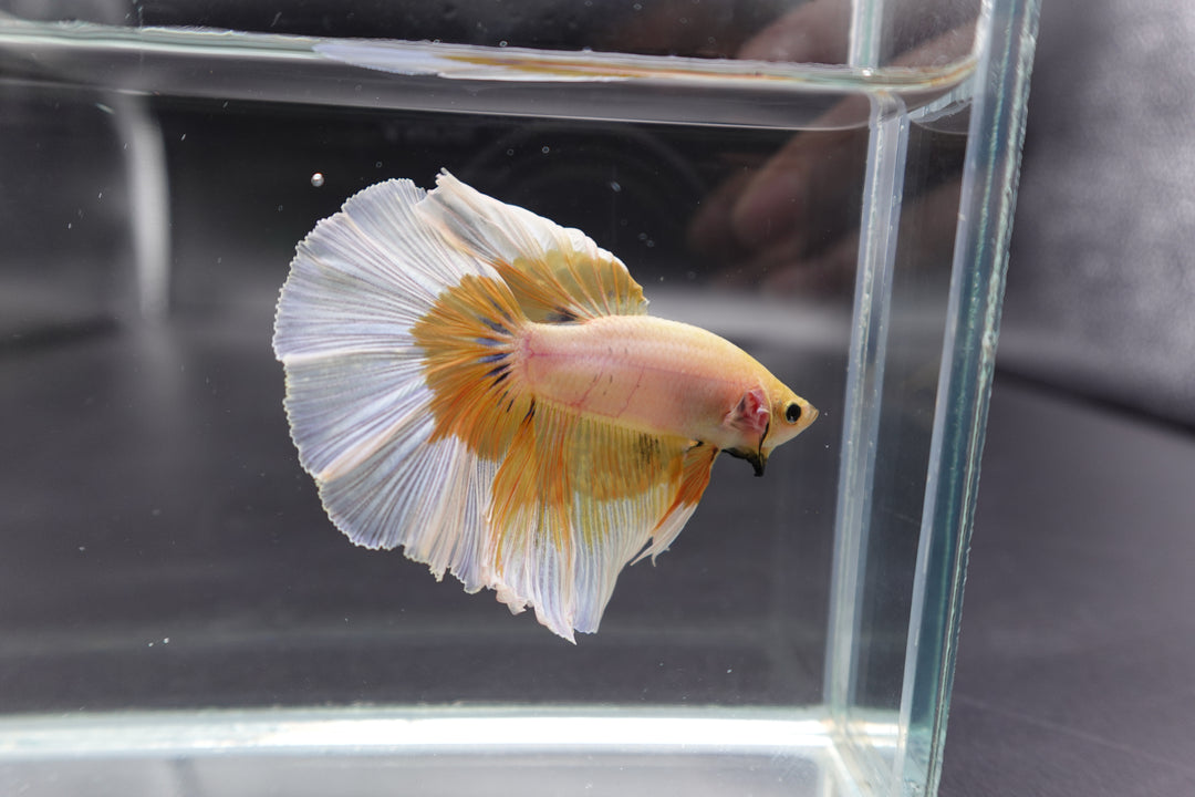 Rare Halfmoon Yellow Butterfly Betta Fish