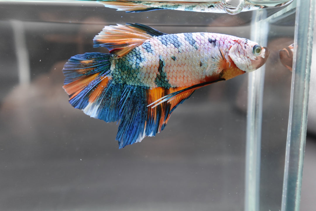 Rare Giant Multicolors Betta Fish