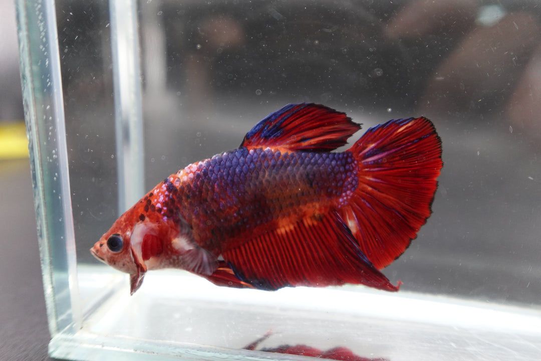 Rare Giant Multicolors Betta Fish