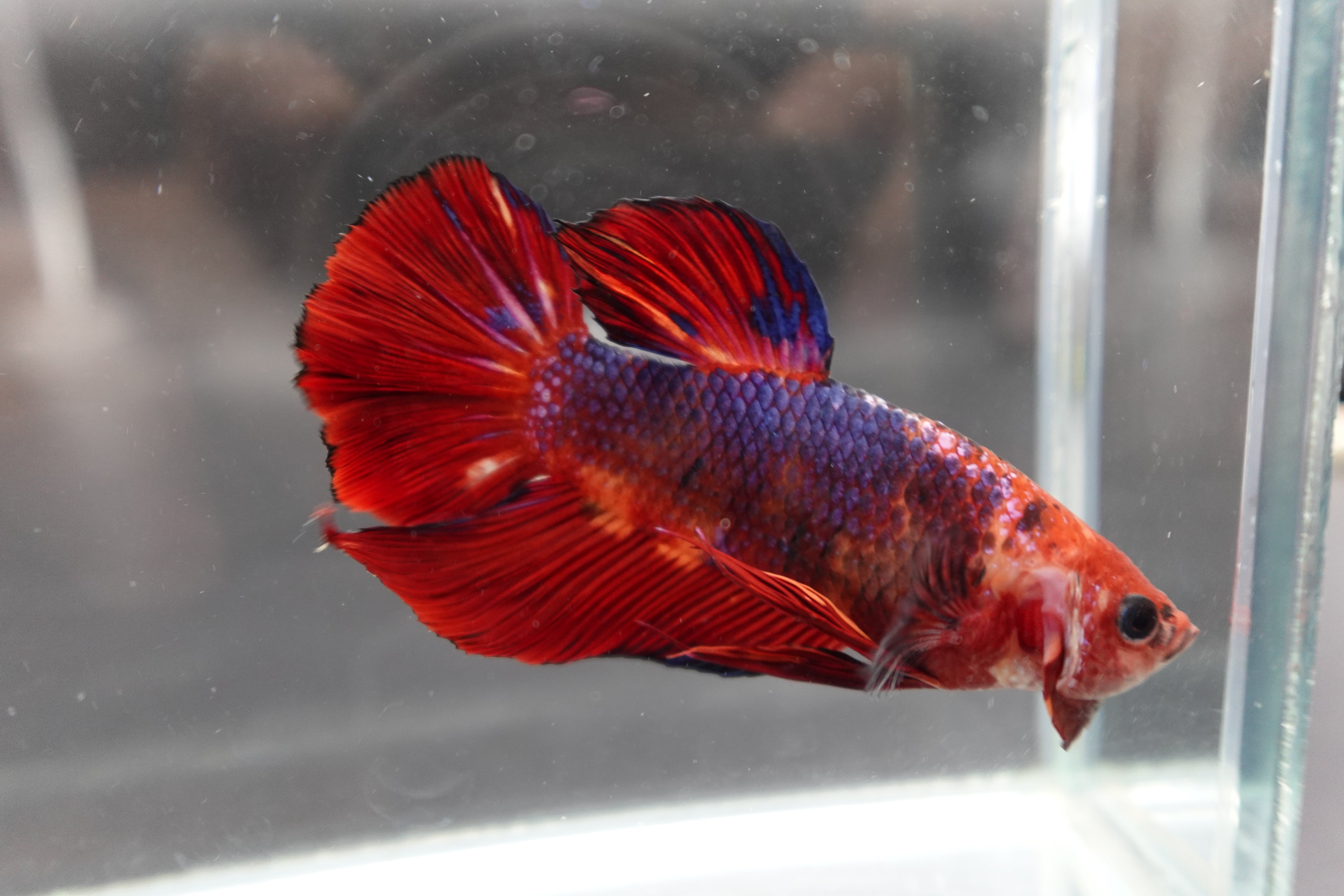 Rare Giant Multicolors Betta Fish