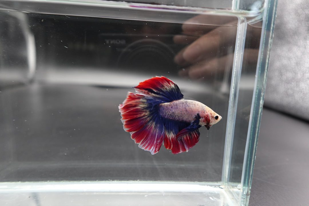 Rare Halfmoon Fancy Betta Fish