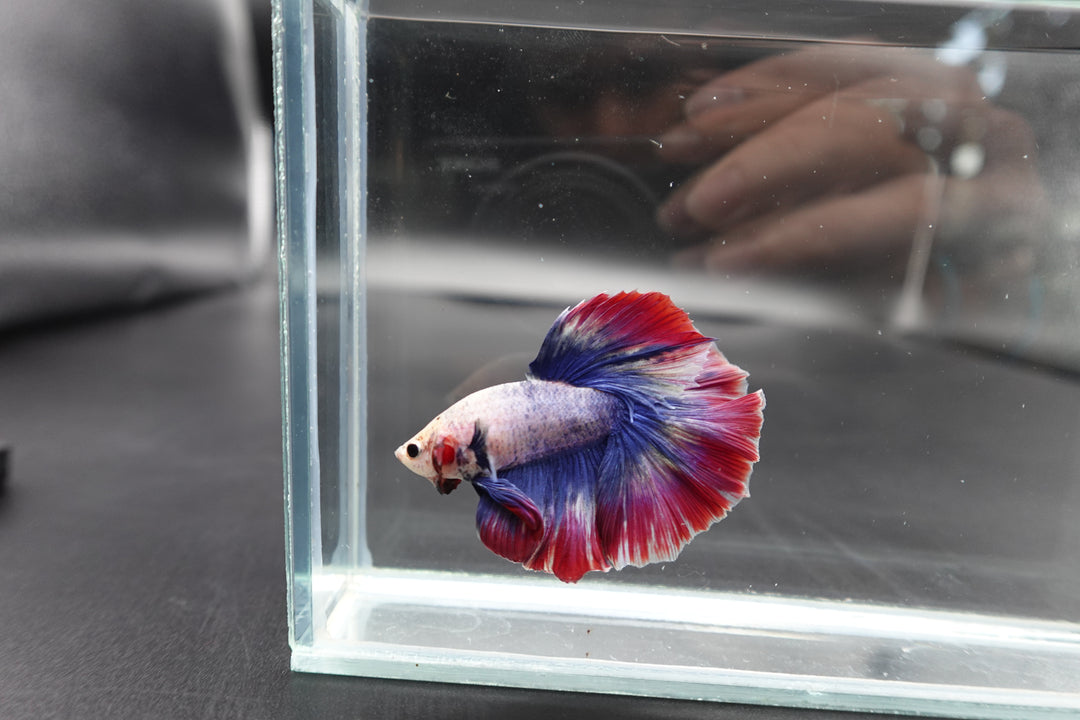 Rare Halfmoon Fancy Betta Fish