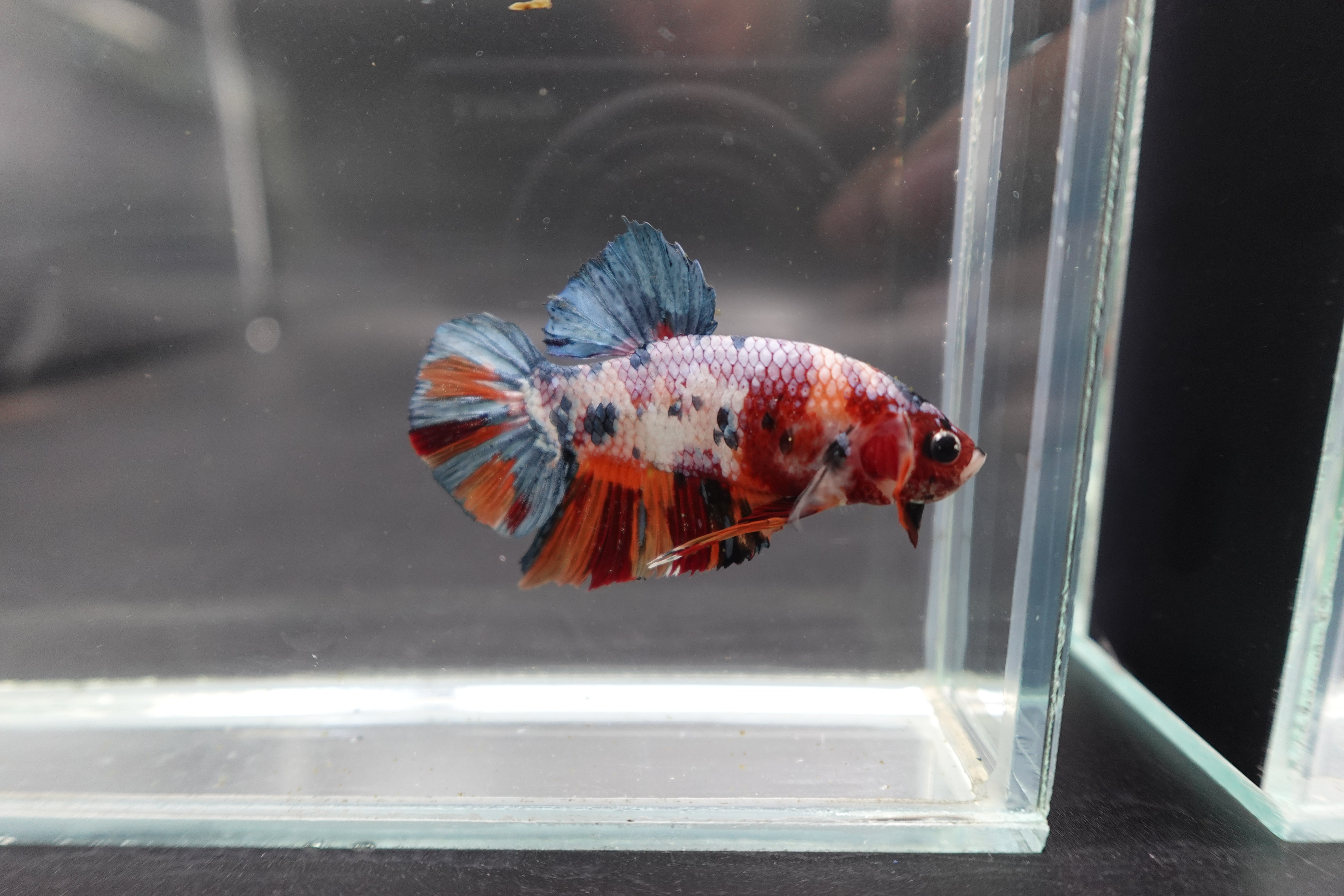 Betta    観賞魚　写真 Rare Giant Multicolors Betta Fish For Sale – Thailand Betta Fish