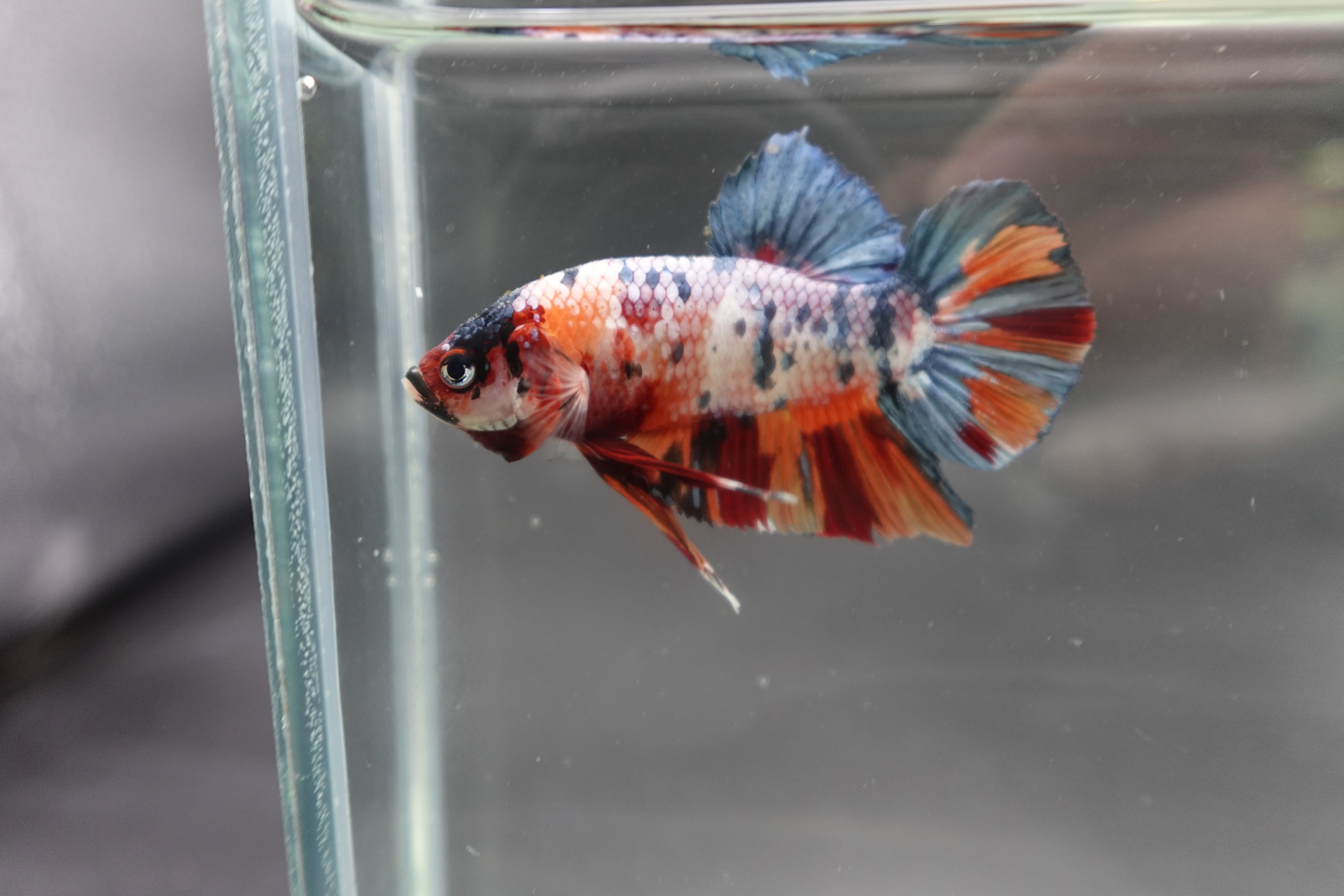 Betta    観賞魚　写真 Betta fish OHMPK Sparkle Fancy Red Zebra (Ultra Rare