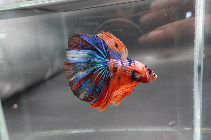 Rare Halfmoon Multicolors Betta Fish