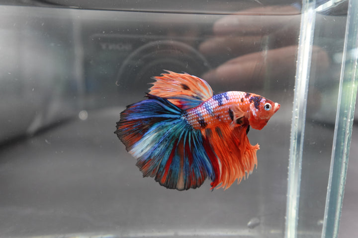 Rare Halfmoon Multicolors Betta Fish