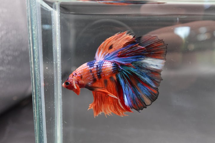 Rare Halfmoon Multicolors Betta Fish