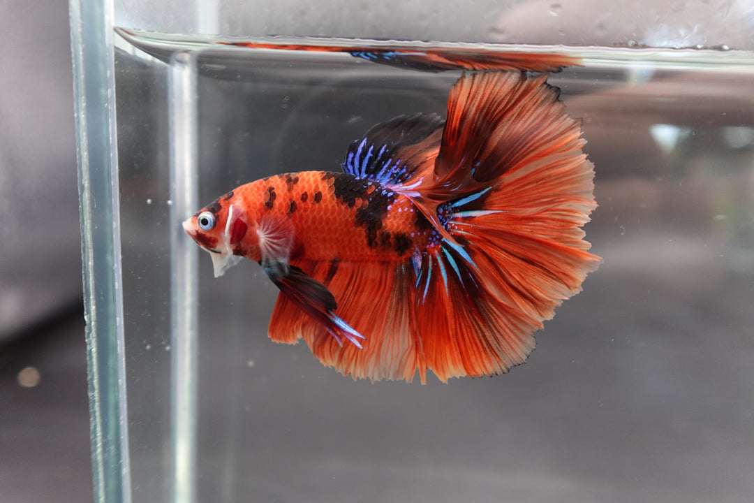 Rare Halfmoon Multicolors Betta Fish