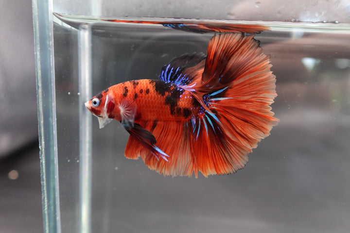 Rare Halfmoon Multicolors Betta Fish