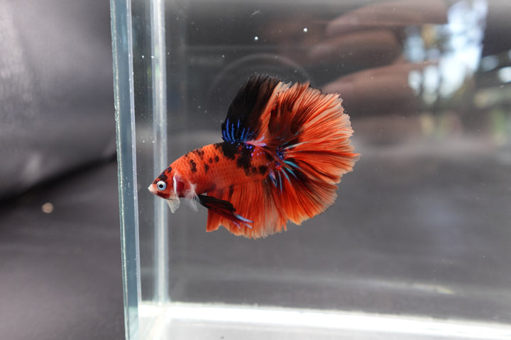 Rare Halfmoon Multicolors Betta Fish