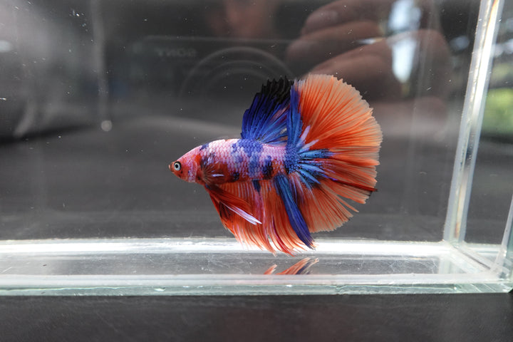 Rare Halfmoon Multicolors Betta Fish
