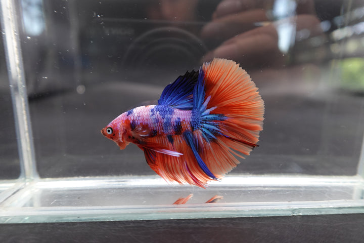Rare Halfmoon Multicolors Betta Fish