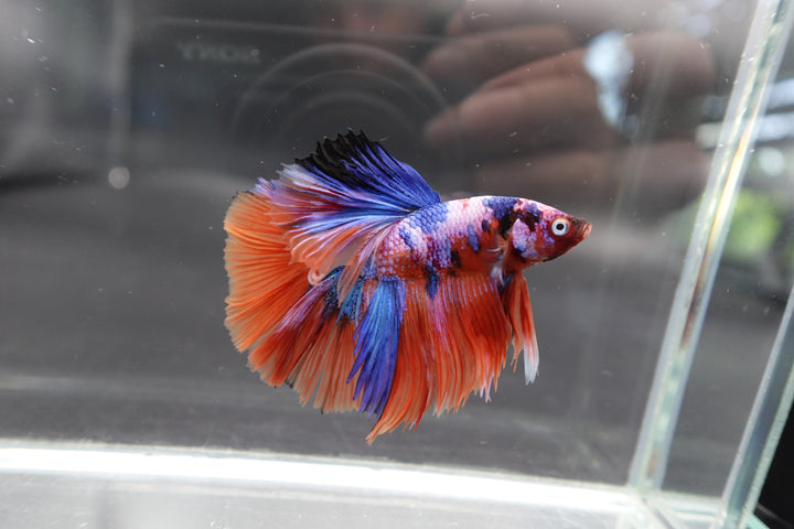 Rare Halfmoon Multicolors Betta Fish