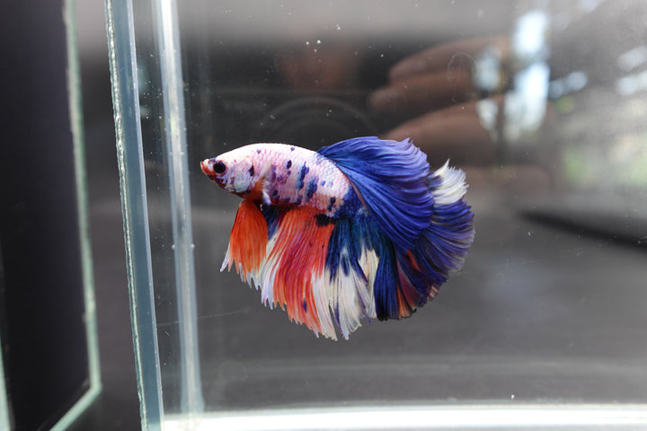 Rare Halfmoon Multicolors Betta Fish