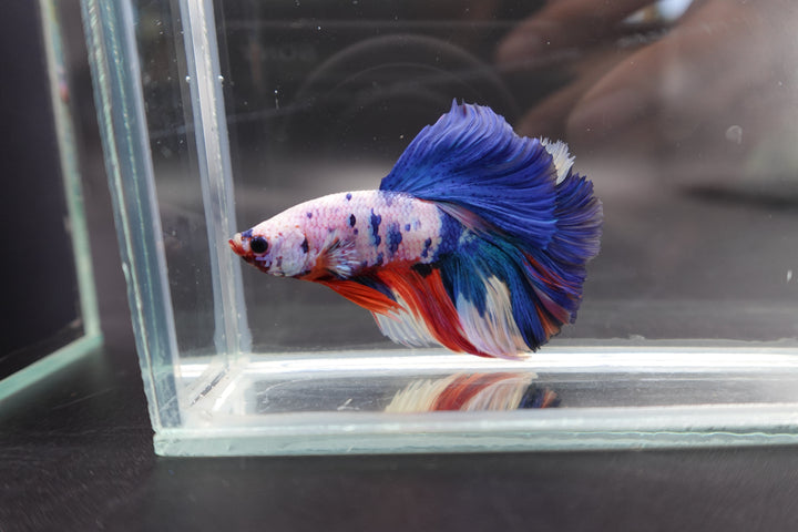 Rare Halfmoon Multicolors Betta Fish