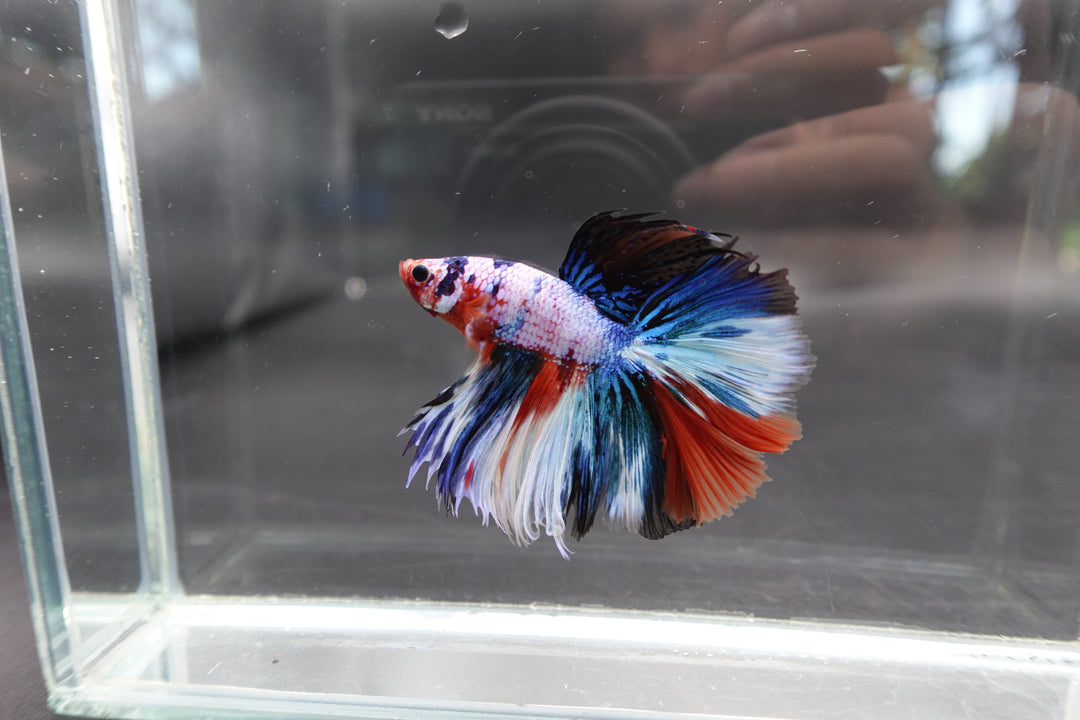 Rare Halfmoon Multicolors Betta Fish