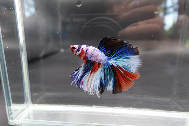 Rare Halfmoon Multicolors Betta Fish