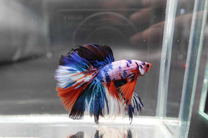 Rare Halfmoon Multicolors Betta Fish