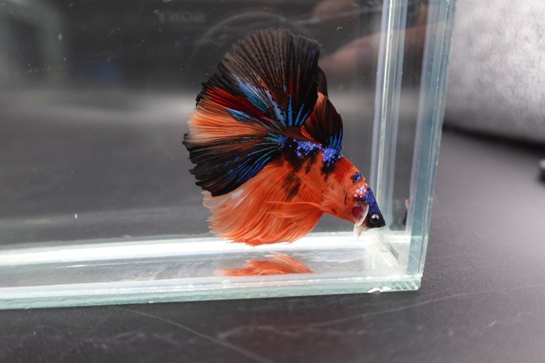 Rare Halfmoon Multicolors Betta Fish