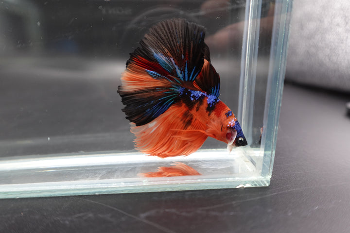 Rare Halfmoon Multicolors Betta Fish