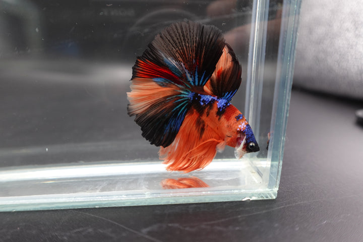 Rare Halfmoon Multicolors Betta Fish