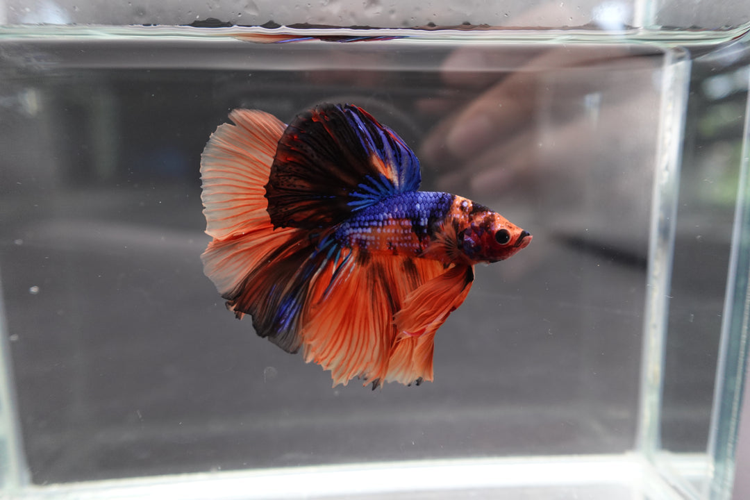 Rare Halfmoon Multicolors Betta Fish